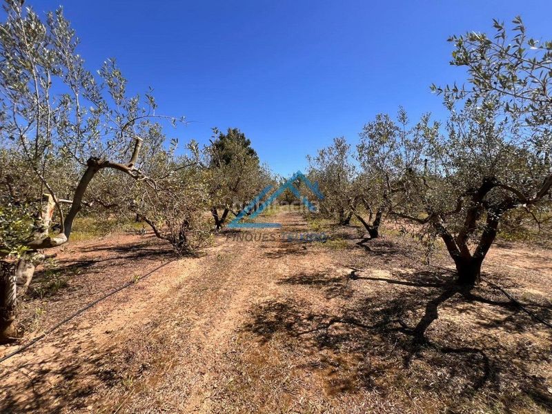 Foto 2bb24b79-def4-47e6-9ed9-746b40419b0b. Finca rústica a Vinyols i els Arcs