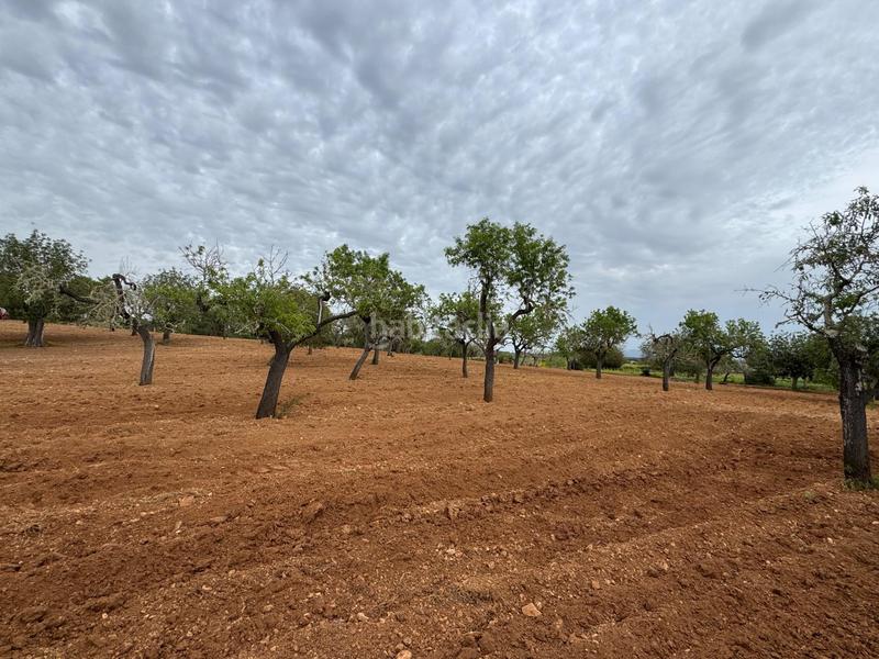 Foto 156ceb87-13d9-441a-b5bf-18452d4859b3. Finca rústica a camino camí vell de Porreres 2 a Porreres