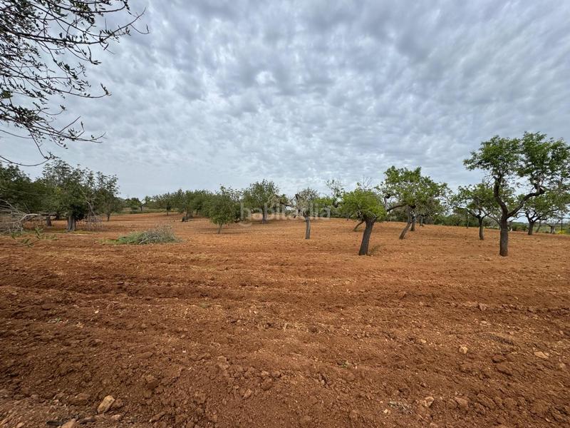 Foto 1a8ed27a-e523-4b55-ad78-67a6d691de9e. Finca rústica a camino camí vell de Porreres 2 a Porreres