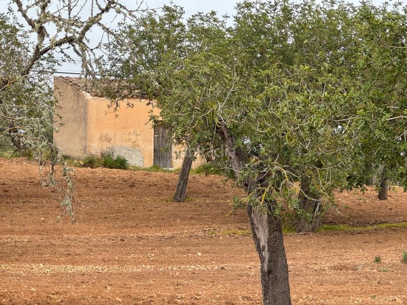 Foto 20e614eb-a464-4cb2-9882-cd4c8444e89e. Finca rústica a camino camí vell de Porreres 2 a Porreres