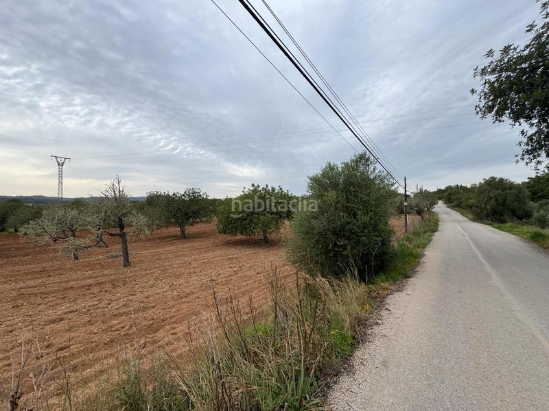 Foto 226fe387-6196-4741-af74-338387da7d93. Finca rústica a camino camí vell de Porreres 2 a Porreres