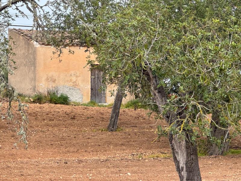 Foto 3122175d-34eb-43aa-9350-cd3054a1b3b3. Finca rústica a camino camí vell de Porreres 2 a Porreres