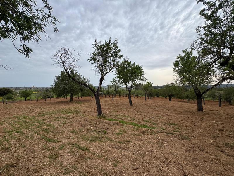 Foto 37292b81-9042-48db-8f6f-fec3a2dcf6c3. Finca rústica a camino camí vell de Porreres 2 a Porreres