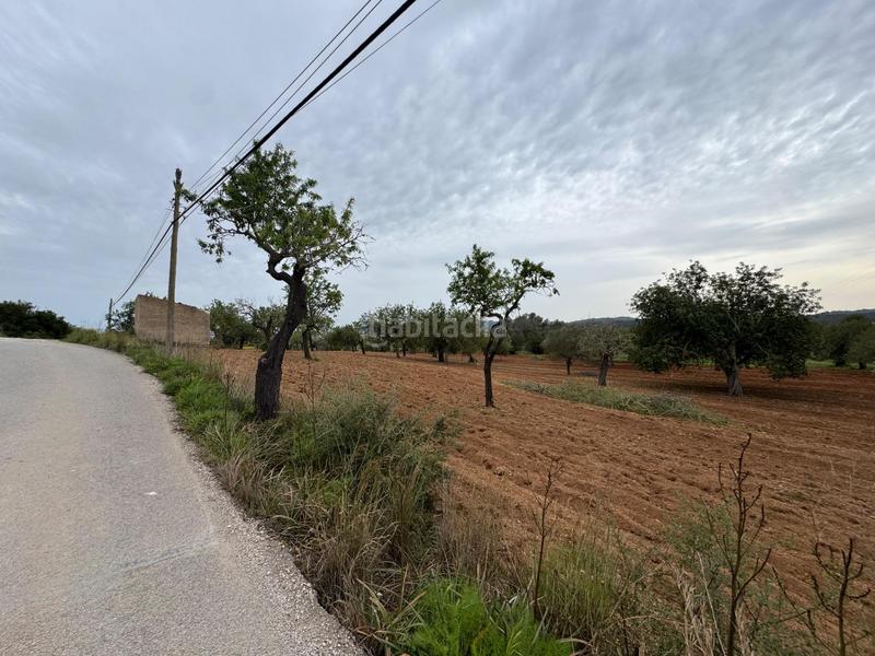 Foto 3f810404-78c6-4290-8834-f68f53508a80. Finca rústica a camino camí vell de Porreres 2 a Porreres