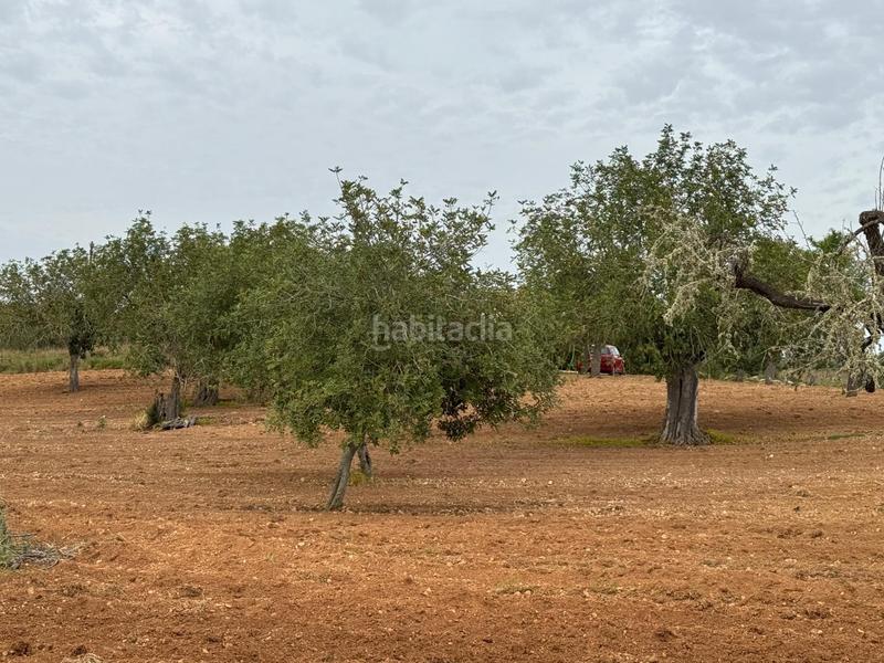 Foto 414105d2-66f8-4541-aa8d-dd87c0c6296f. Finca rústica a camino camí vell de Porreres 2 a Porreres