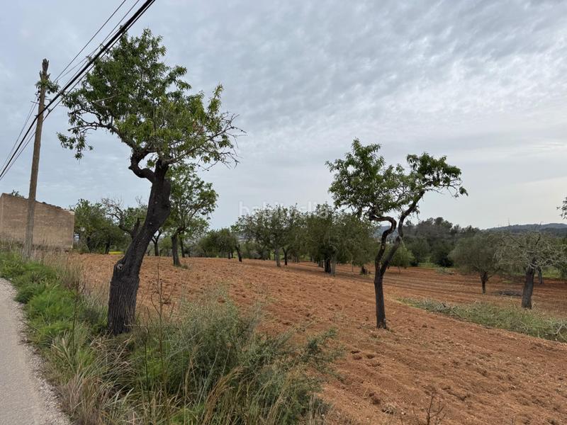 Foto 458ac846-1962-4c58-9990-4ff4ed1a2c6e. Finca rústica a camino camí vell de Porreres 2 a Porreres