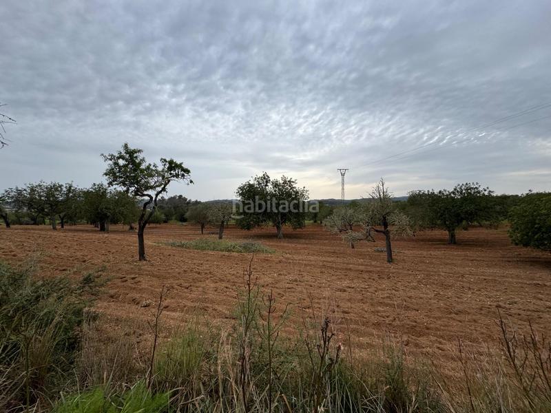 Foto 4a36c5d0-68e5-4a74-a110-965e6202d130. Finca rústica a camino camí vell de Porreres 2 a Porreres