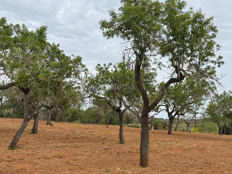 Foto 506bba1d-9aca-42ab-ae34-c38e69ebd04e. Finca rústica a camino camí vell de Porreres 2 a Porreres
