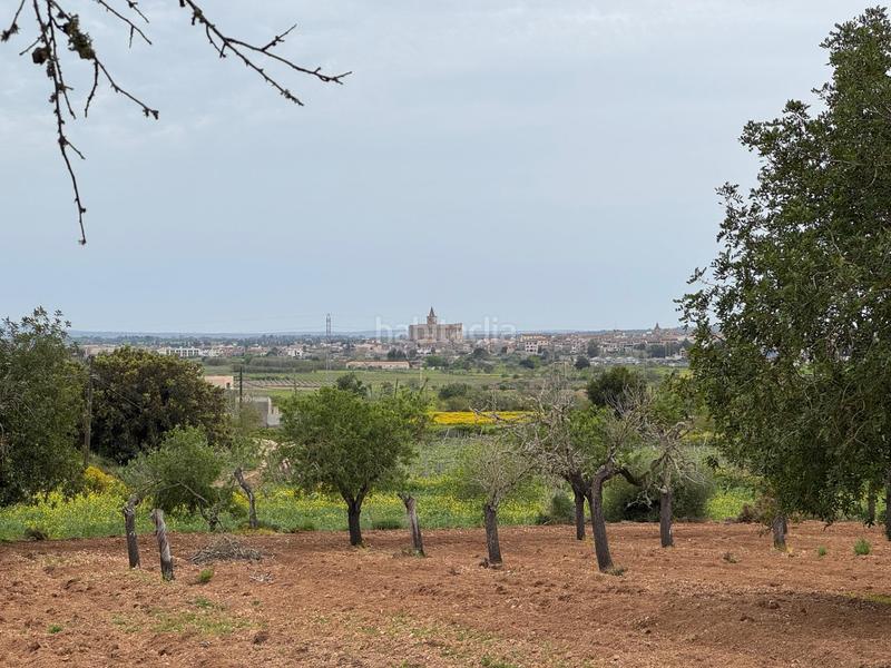 Foto 52884b45-8fba-4787-aa53-ea4f2a909a38. Finca rústica a camino camí vell de Porreres 2 a Porreres