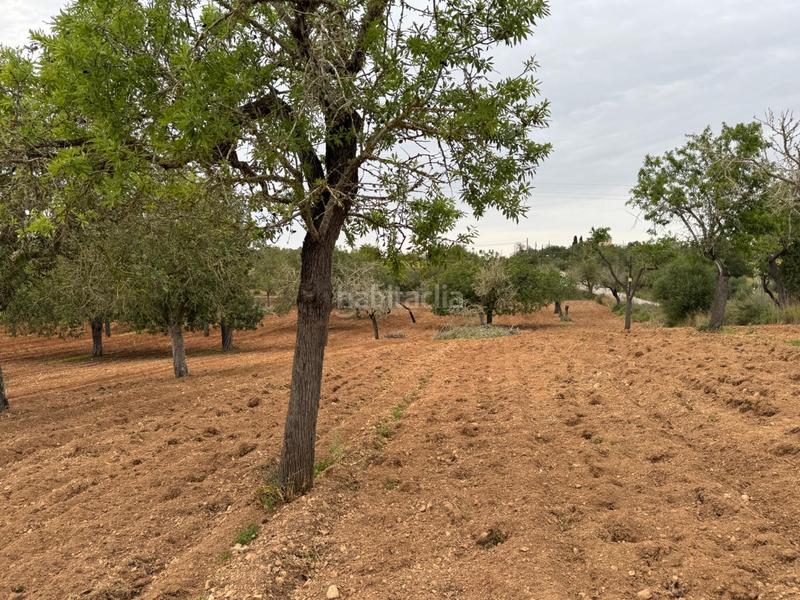 Foto 5f54536d-3879-4e35-8a43-026af013292b. Finca rústica a camino camí vell de Porreres 2 a Porreres