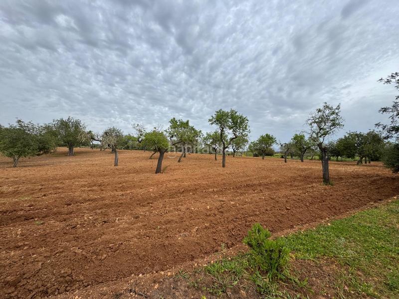 Foto 62f50b47-746c-4cd1-b62b-8ffdbffd25f4. Finca rústica a camino camí vell de Porreres 2 a Porreres