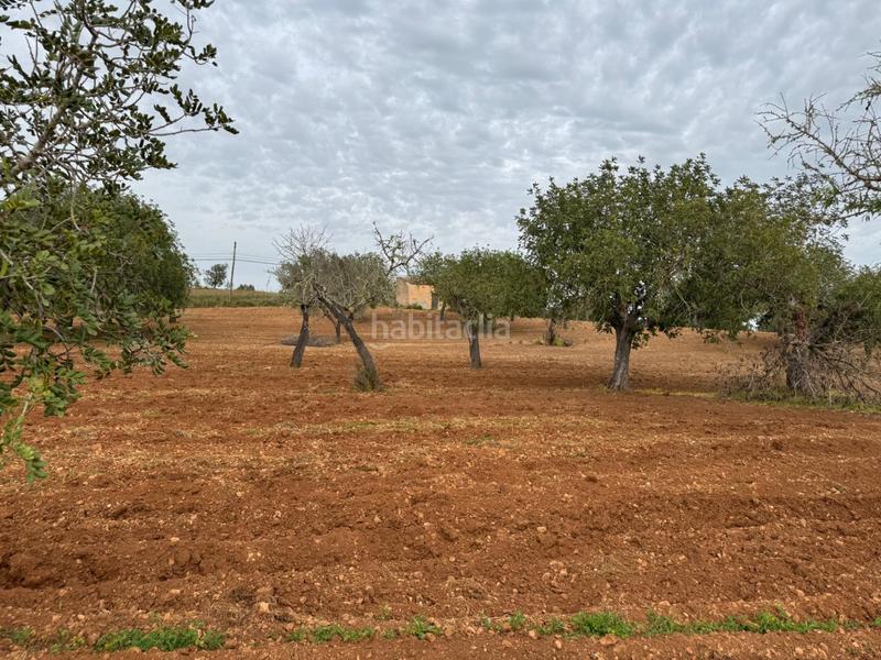 Foto 6e9e13fb-9e30-4b59-93d0-e6545490df1e. Finca rústica a camino camí vell de Porreres 2 a Porreres