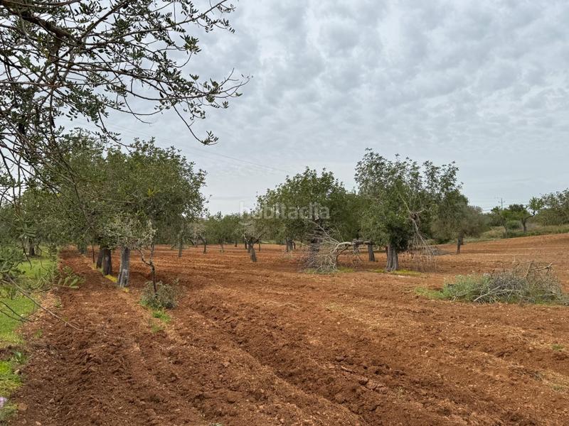 Foto 74eb8e9f-b803-4587-bdc1-97111fce553d. Finca rústica a camino camí vell de Porreres 2 a Porreres