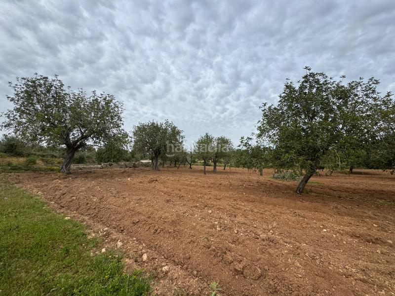 Foto 801faa06-bf8a-4be7-adb6-a09d54517fb4. Finca rústica a camino camí vell de Porreres 2 a Porreres