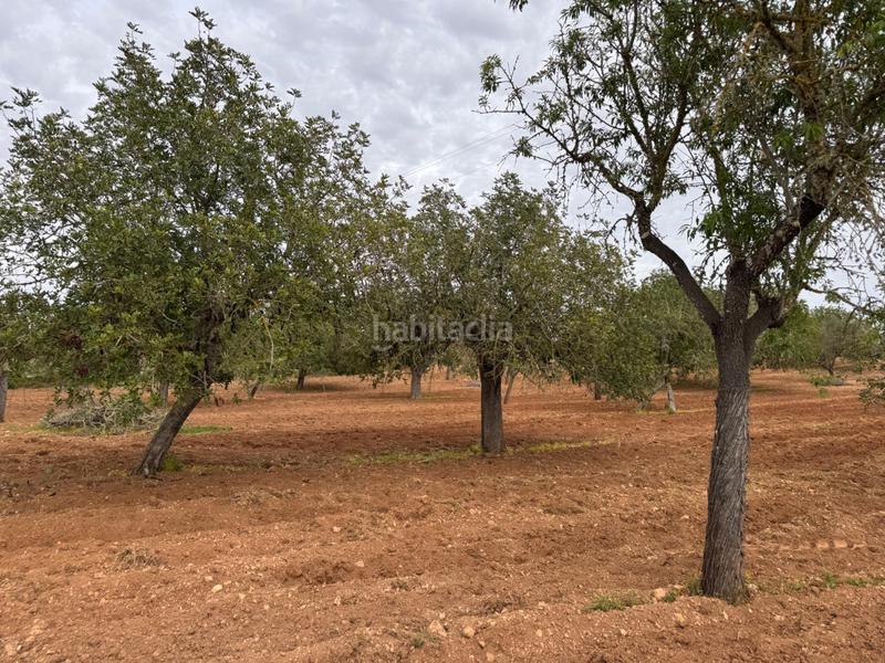 Foto 933eee53-da50-412c-bba0-9046cd1d8334. Finca rústica a camino camí vell de Porreres 2 a Porreres