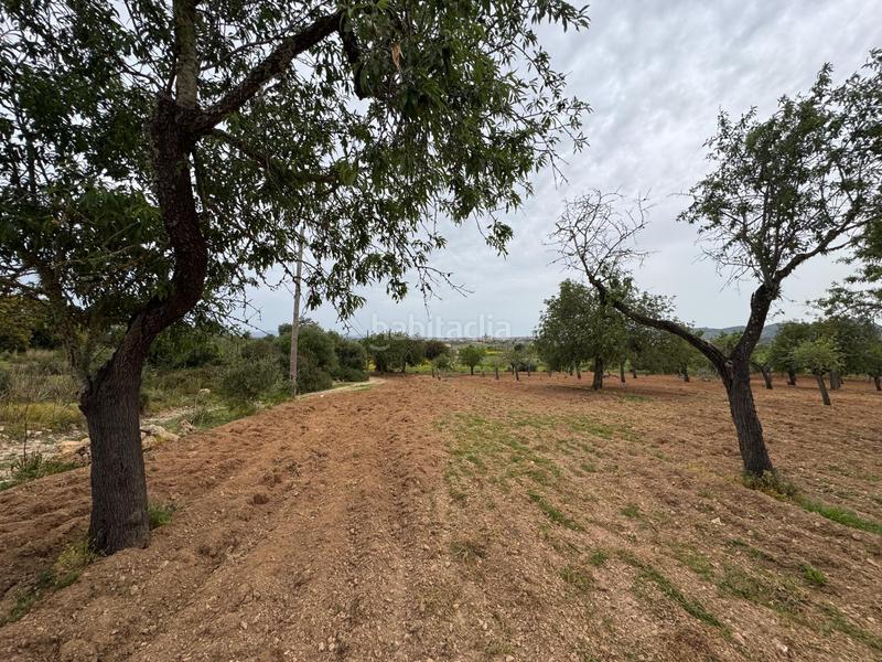 Foto 9e6c4d82-b00c-4097-b1bb-ed1fd734ef23. Finca rústica a camino camí vell de Porreres 2 a Porreres