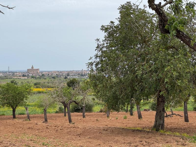 Foto aa75af1f-22d0-48ff-b77b-46b5934dacc6. Finca rústica a camino camí vell de Porreres 2 a Porreres