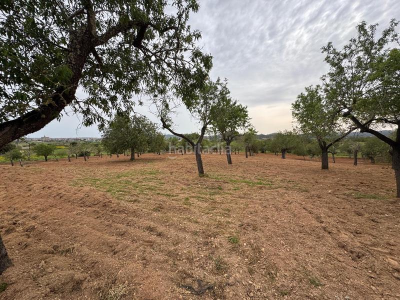 Foto caf48448-7892-4f43-a708-9ec2e0f84772. Finca rústica a camino camí vell de Porreres 2 a Porreres