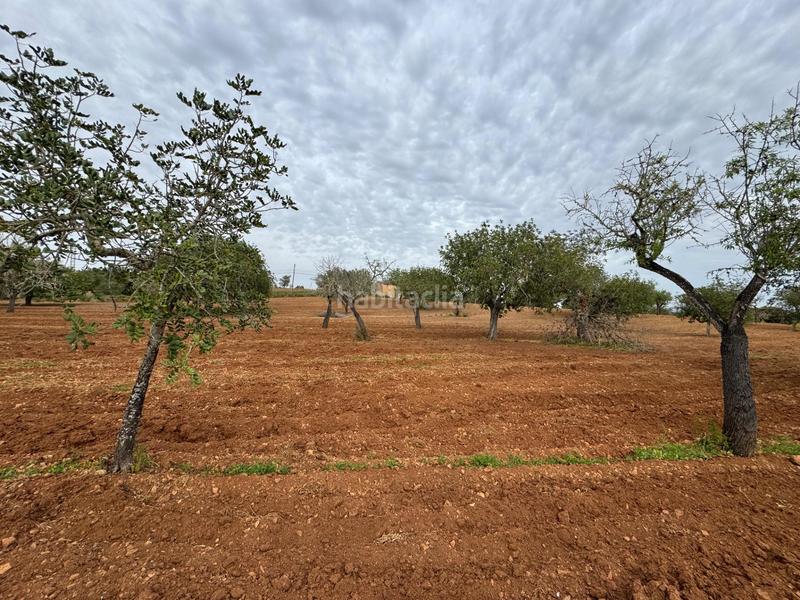 Foto d03d8b12-2696-44b3-a973-9d9d84b21488. Finca rústica a camino camí vell de Porreres 2 a Porreres