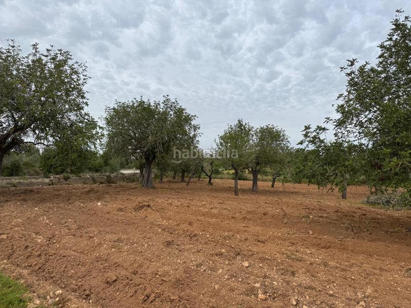 Foto d7dfa0f2-8c96-41f5-836b-cd8224f871ee. Finca rústica a camino camí vell de Porreres 2 a Porreres