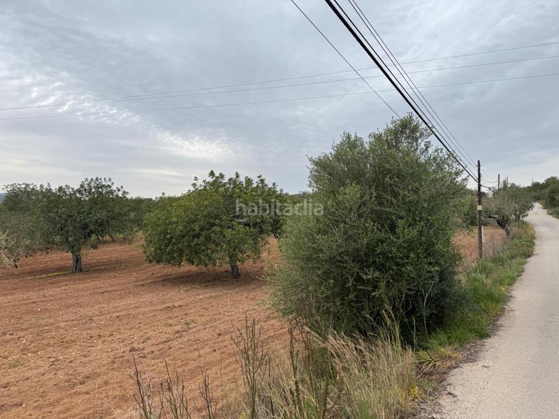 Foto e6b05a86-1968-4949-9516-1cd5070896ef. Finca rústica a camino camí vell de Porreres 2 a Porreres