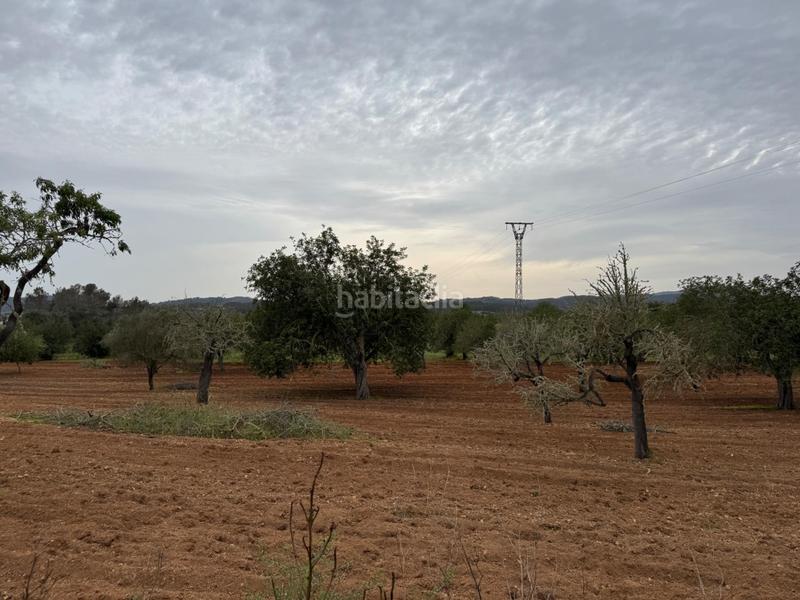 Foto e98428e4-e553-4d4b-af7b-95d5aaa810b2. Finca rústica a camino camí vell de Porreres 2 a Porreres