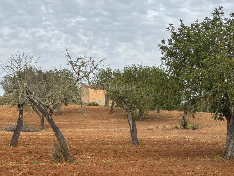 Foto f9b22d35-f020-4cfb-8965-41d8315c9a3a. Finca rústica a camino camí vell de Porreres 2 a Porreres