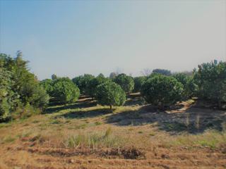 Finca rústica  Partida burgà. Finca agrícola muy bien situada en la partida burgà de riudoms