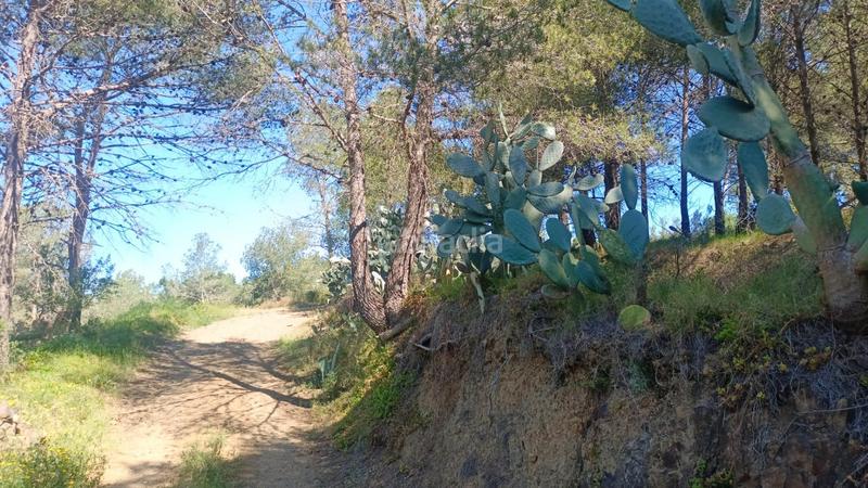 Foto 2952ceae-47f0-42cc-9a04-76eb18997423. Terreny residencial a carrer dels pins 111 a Riudecols