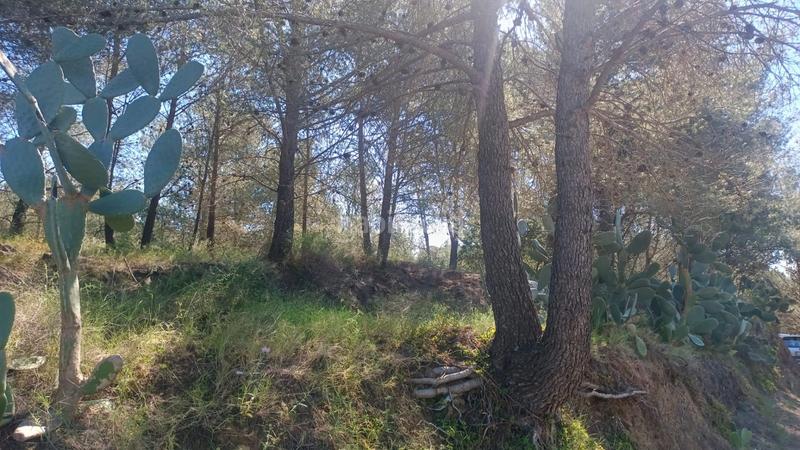 Foto dae1784c-03e5-4222-bb8a-e9072720c4c9. Terreny residencial a carrer dels pins 111 a Riudecols