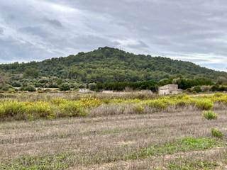Residential Plot in Petra. Finca petra