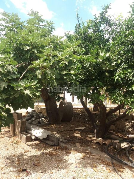 Foto 24be75f5-b7e6-4c91-b278-da9e3cb62f46. Terreny residencial a Sa Pobla