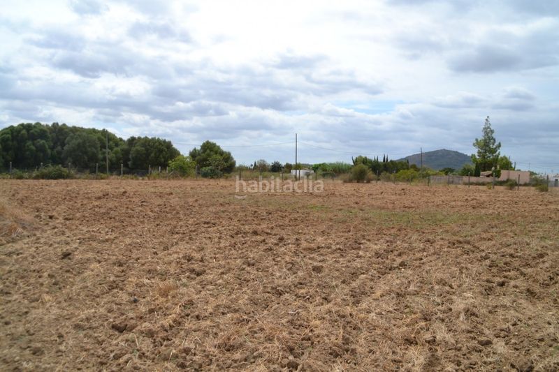 Foto 43851265-9dab-40e3-9aed-8366baea3a38. Masia a Campanet