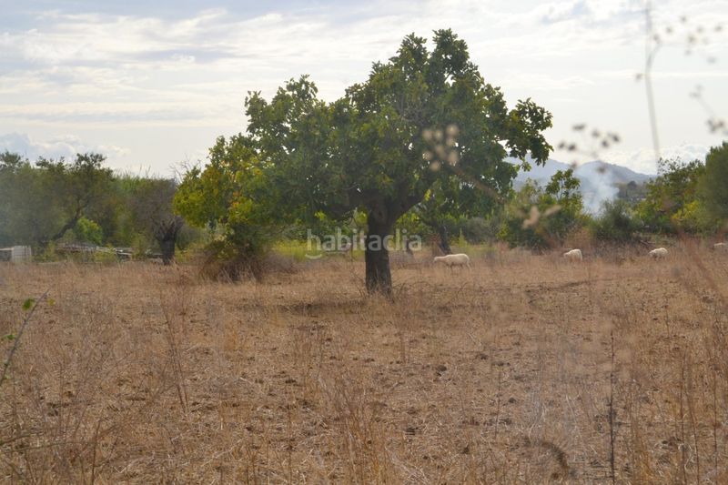 Foto 03ceb4d0-78f5-4f9d-bcb8-8e4d98806851. Masia a Campanet