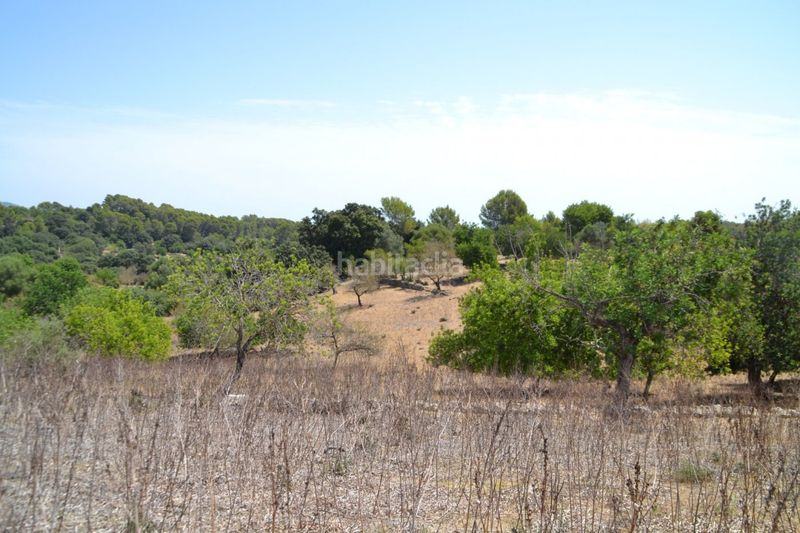 Foto 00ee463d-115a-416a-8060-bcdd0d876624. Masia a Campanet