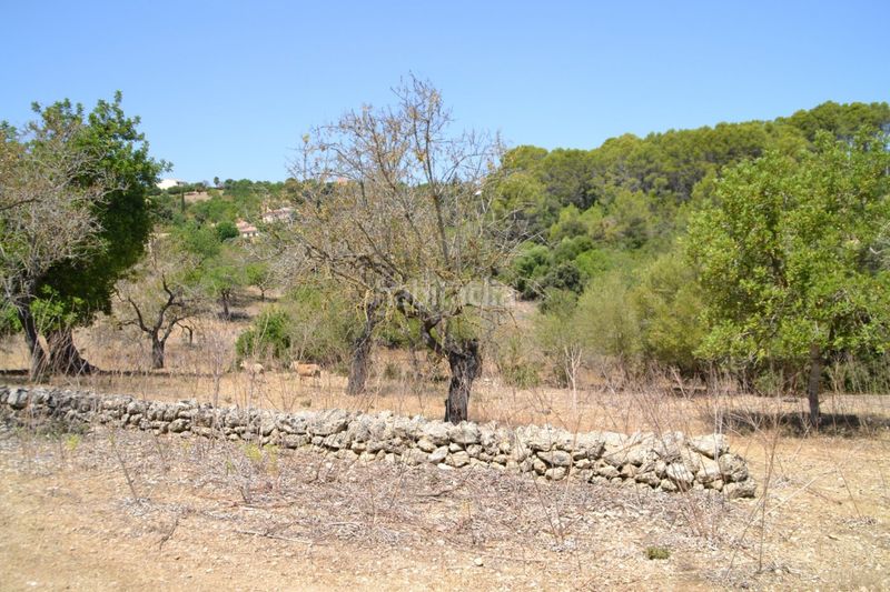 Foto 0200a95e-58ea-4768-8d16-92169c4c7fd1. Masia a Campanet