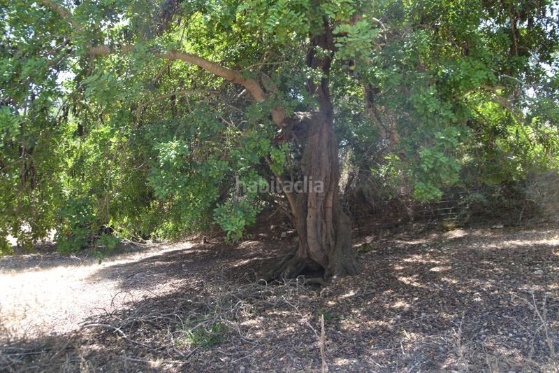Foto b70ca9da-ab54-424b-8c10-820ddaee9a3b. Masia a Campanet
