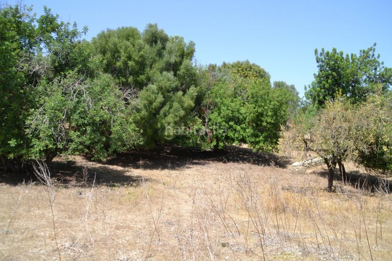 Foto c908c605-0b5f-4f2d-9a78-4f6561a5617b. Masia a Campanet