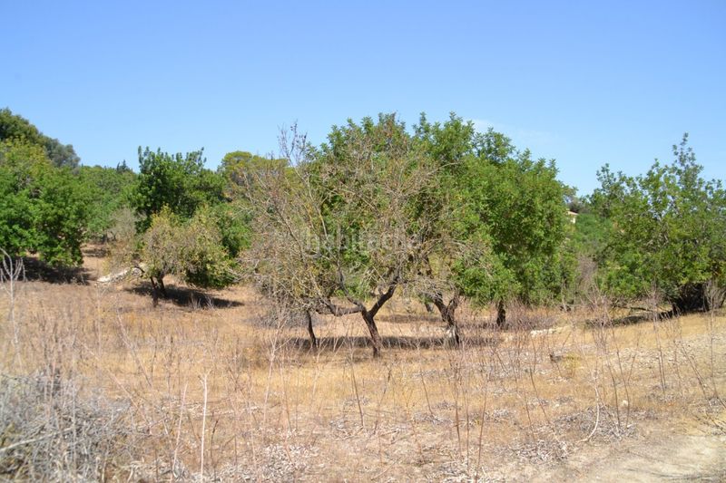 Foto fa40969b-b39f-41ed-ac9a-703a86b2ddf1. Masia a Campanet
