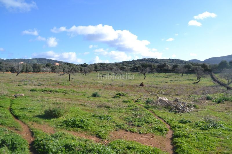 Foto 615733ce-3c32-4602-a4fd-ea6ea9a588ad. Masia a Manacor centre Manacor