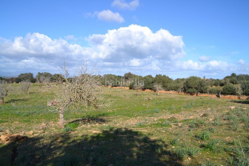 Foto c7cef2f3-6e6d-42b8-9909-c741d5513993. Masia a Manacor centre Manacor