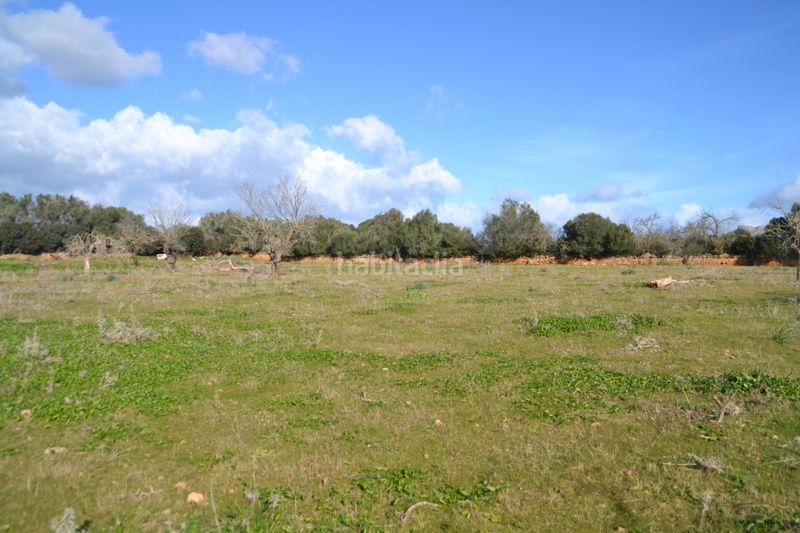 Foto 0ad90aff-b10f-45ef-936e-a38502d29bb1. Masia a Manacor centre Manacor
