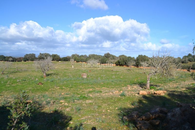 Foto 9f9f7953-47e6-4c23-bf6e-dfa7d461efb1. Masia a Manacor centre Manacor