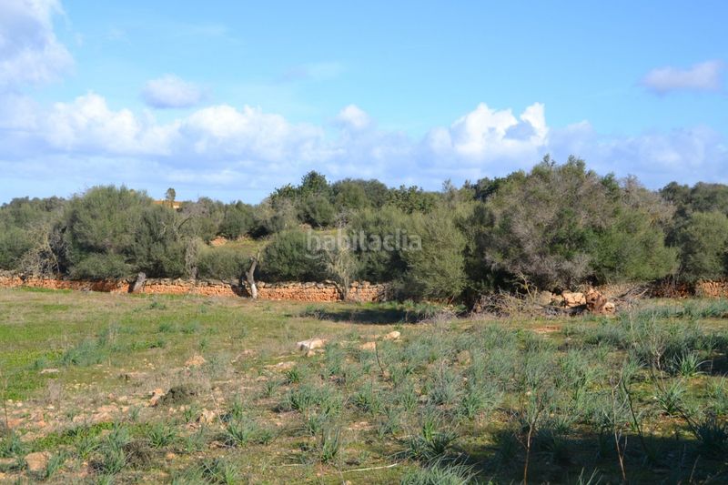 Foto a119263e-12dc-4244-9851-8a00a0be6b8e. Masia a Manacor centre Manacor