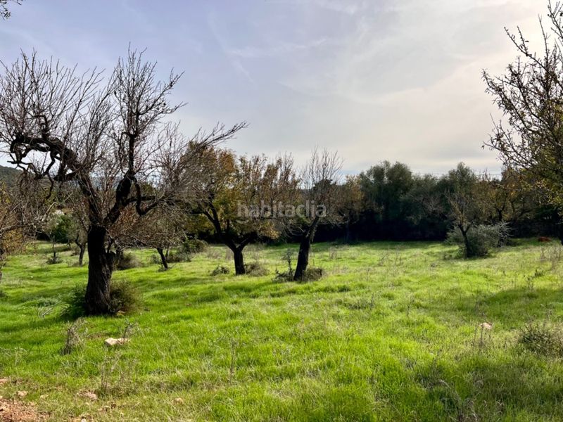 Foto 29151e06-4bb0-4331-bf76-4e75028548e7. Masia a Campanet