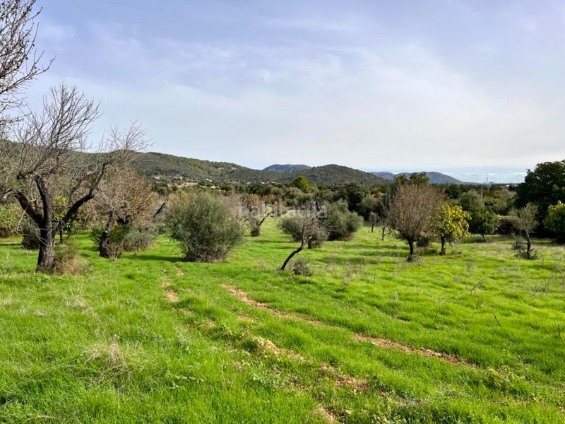 Foto 4475b5c5-2f64-474d-b5a3-3d7beeacefae. Masia a Campanet