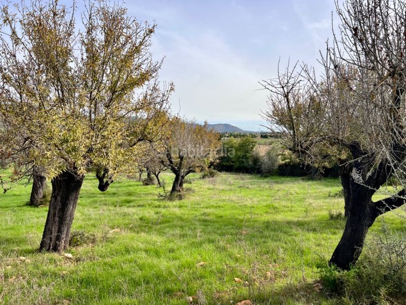 Foto 533346fe-6eb0-4850-a5e2-00bc420359f5. Masia a Campanet