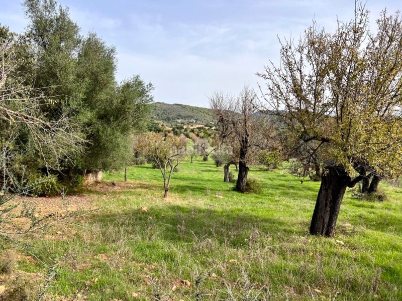 Foto f37e2aac-bb4c-46c0-b8a1-ce2fd1f8800b. Masia a Campanet