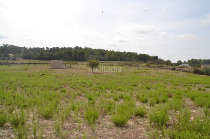 Foto 1ee516d5-3de9-4569-ae70-075f0da68c22. Masia a Sineu