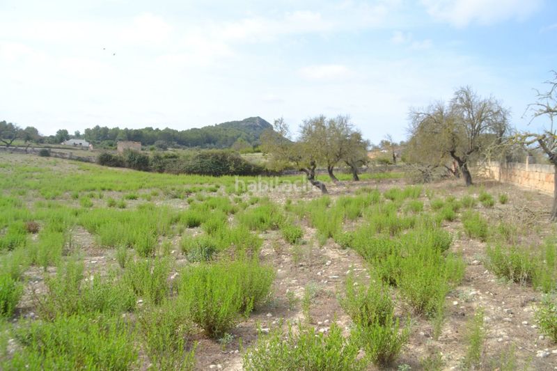 Foto 59ce1199-88d7-47e6-a594-f9d59b95fa02. Masia a Sineu